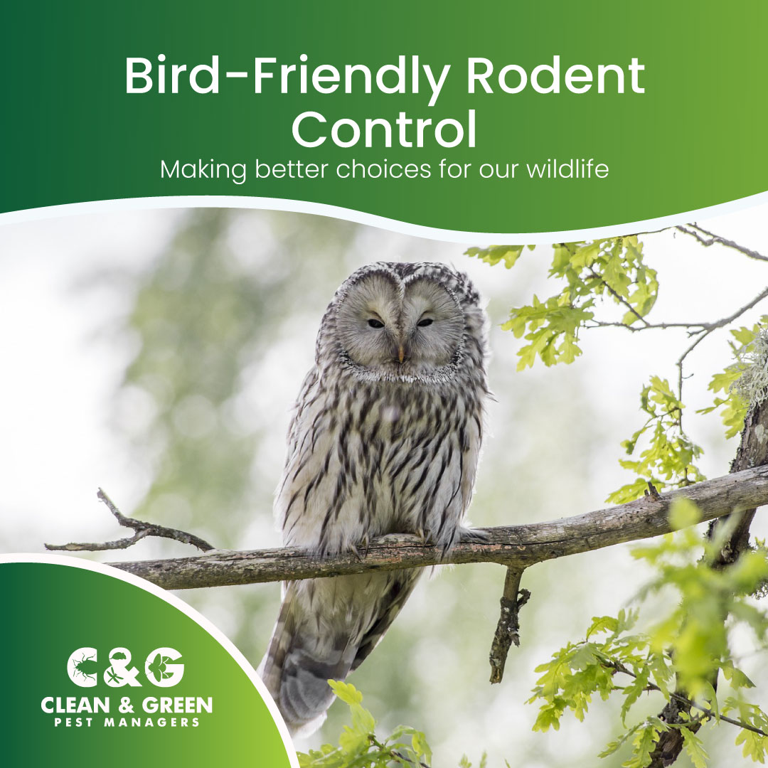 Bird Friendly Rodent Control