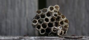how to get rid of a wasp nest