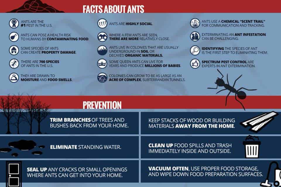 northern beaches ant treatment