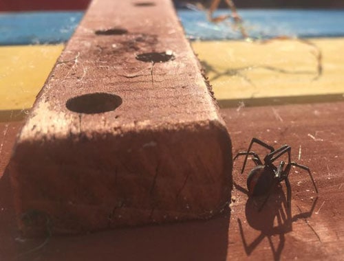 northern beaches spider control