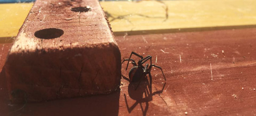northern beaches venomous spiders sydney