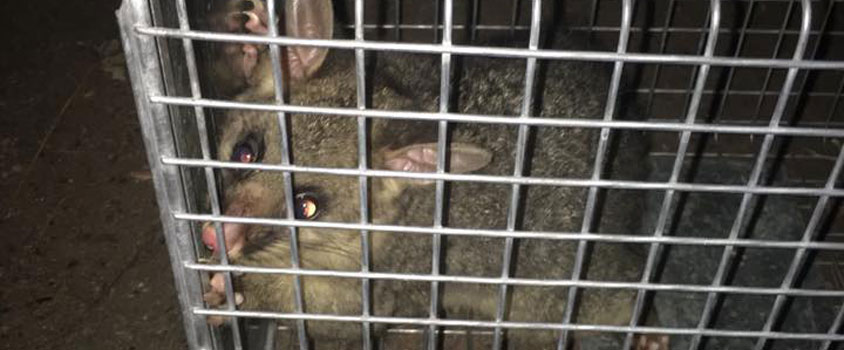 possum catcher northern beaches