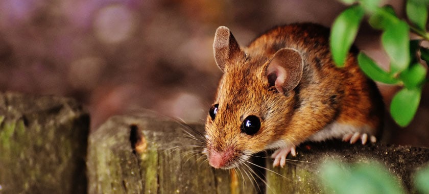 rat mouse control sydney