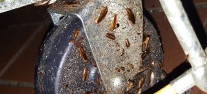 summer cockroach ant plague