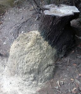 termite nest example