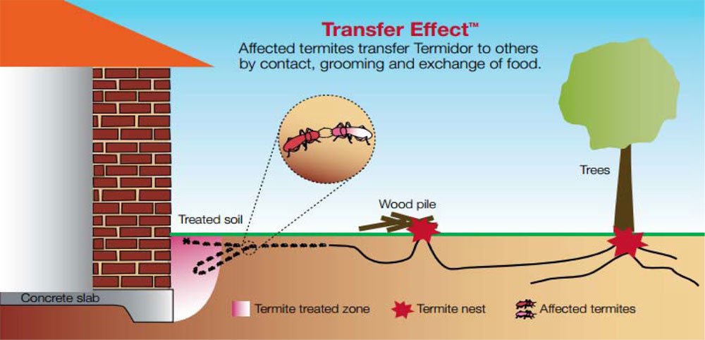 treating termite tree infestation