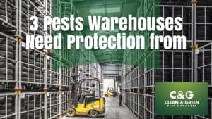 3 Pests Warehouses Need Protection From