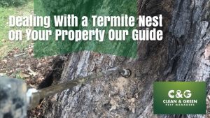 Dealing with a termite nest