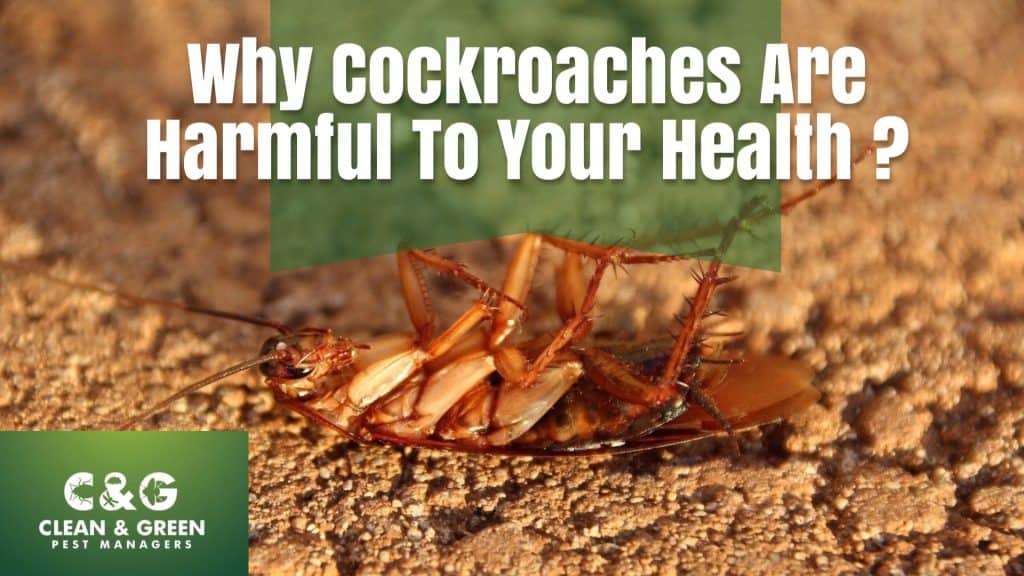 a cockroach on a surface