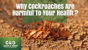 cockroach on a surface