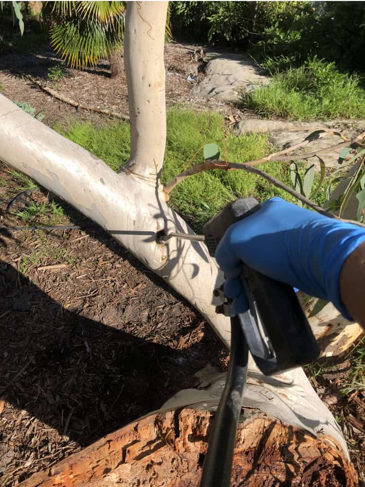 getting rid of termite