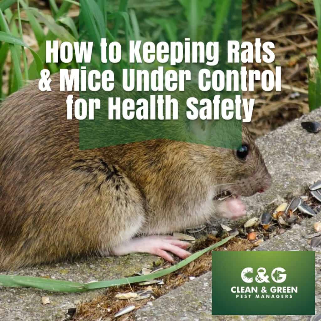 rats & mice control