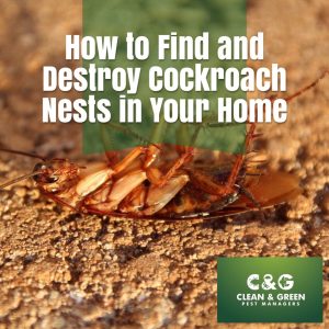 destroy cockroach nest