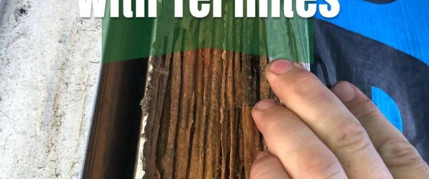 dealing with termites