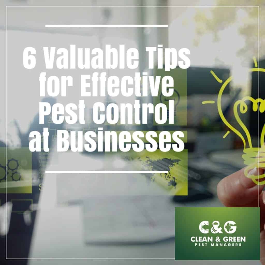 6 Valuable Tips for Effective Pest Control at Businesses