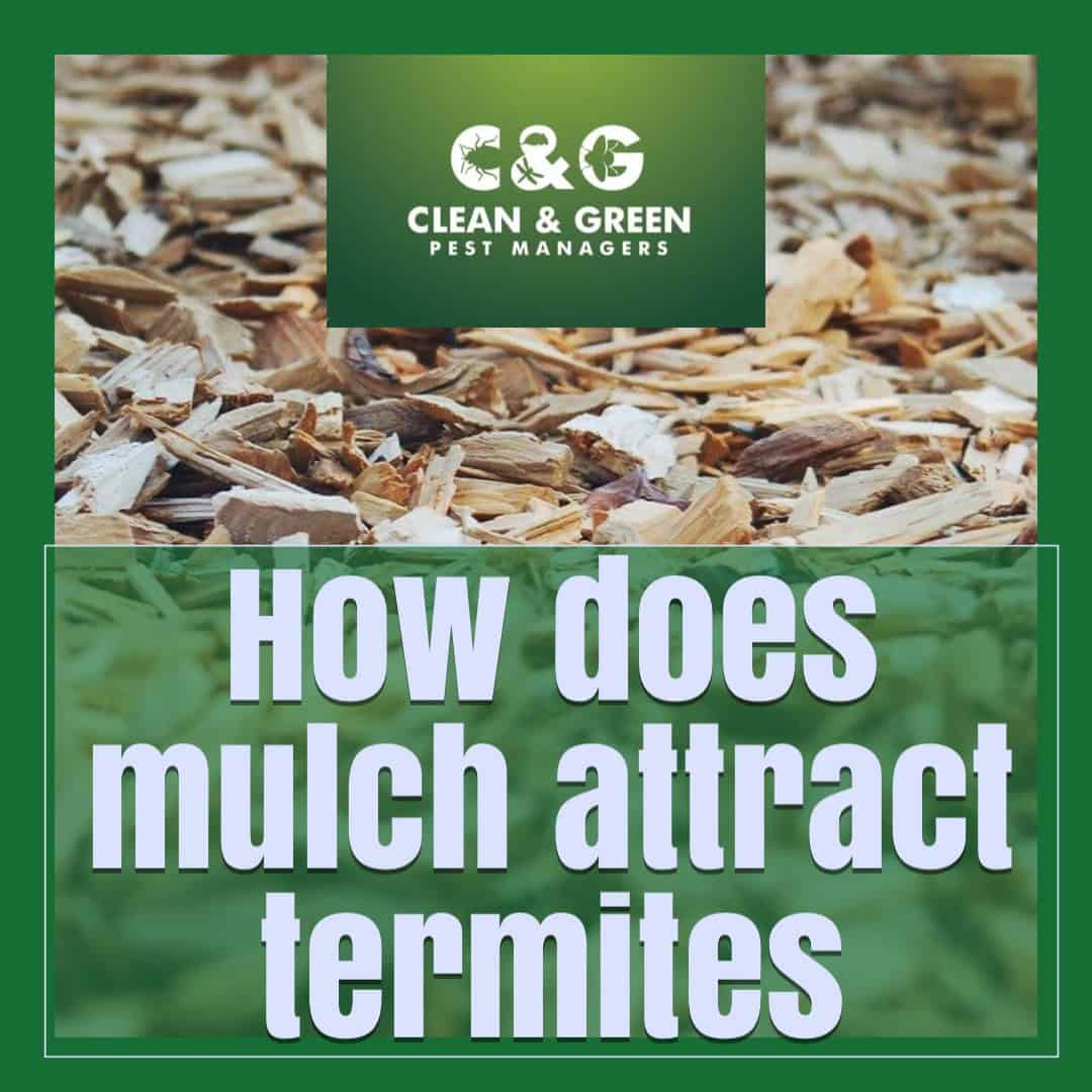 mulch attract termites