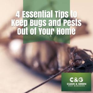 4 Essential Tips to Keep Bugs and Pests Out of Your Home