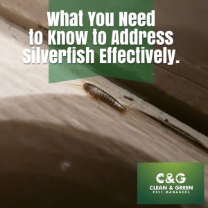 What You Need to Know to Address Silverfish Effectively