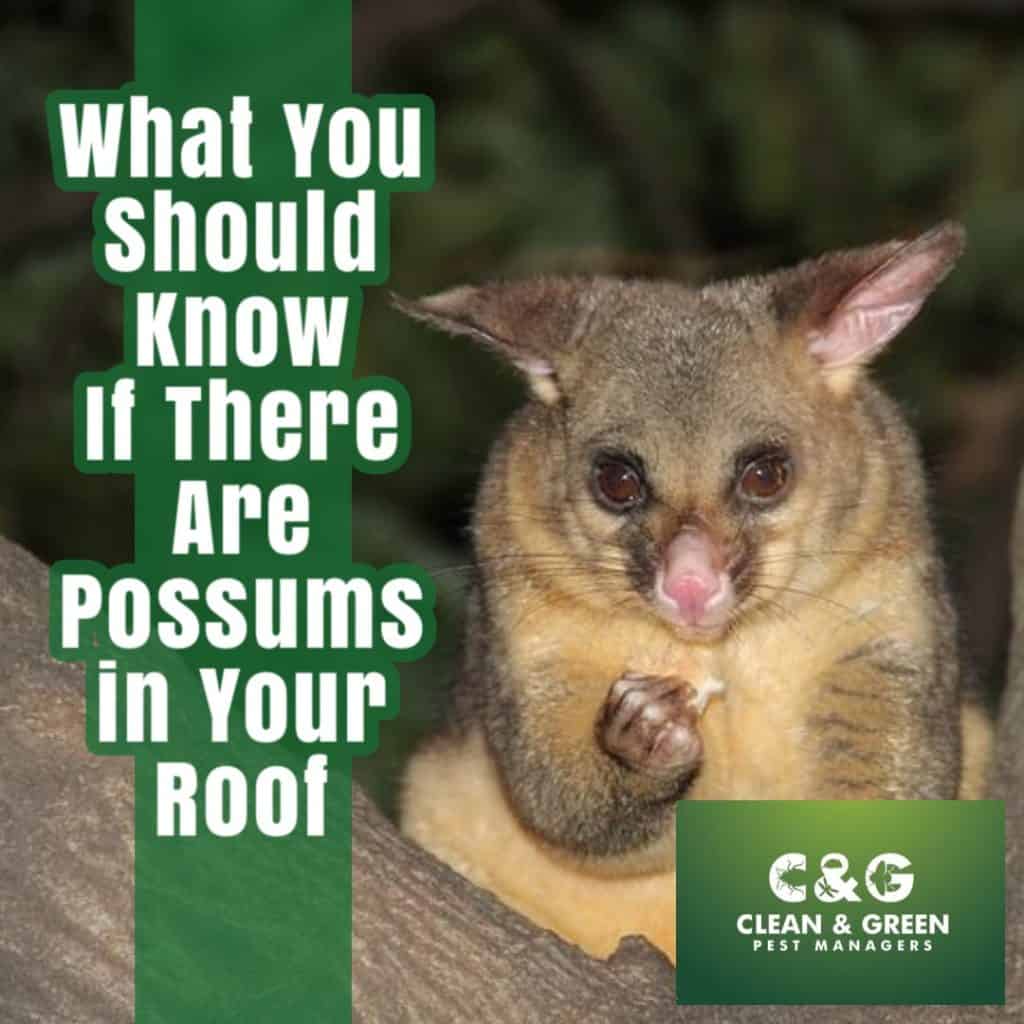 What You Should Know If There Are Possums in Your Roof