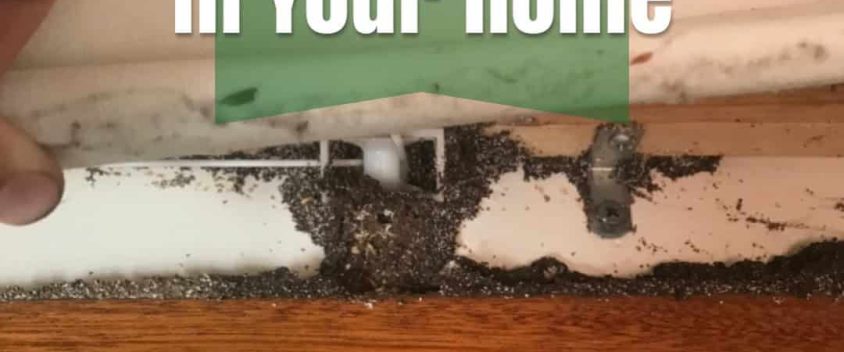 what to do if you find termites in your home