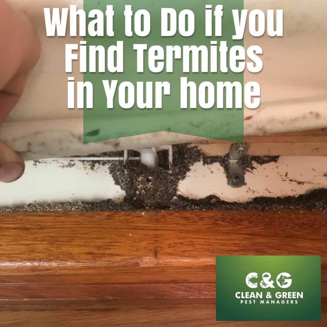 what to do if you find termites in your home