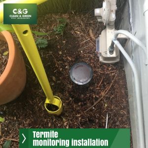 termite monitoring installation