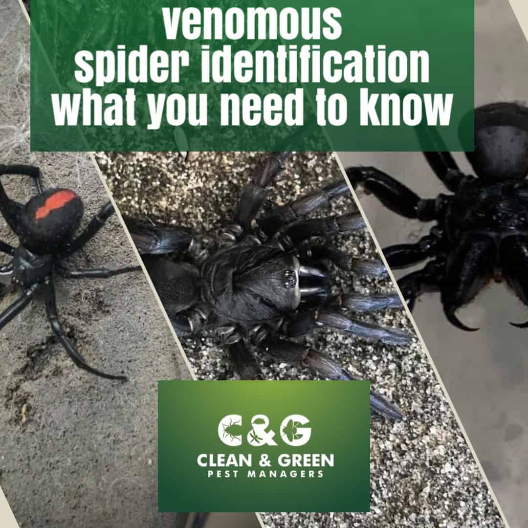 venomous spider identification what you need to know