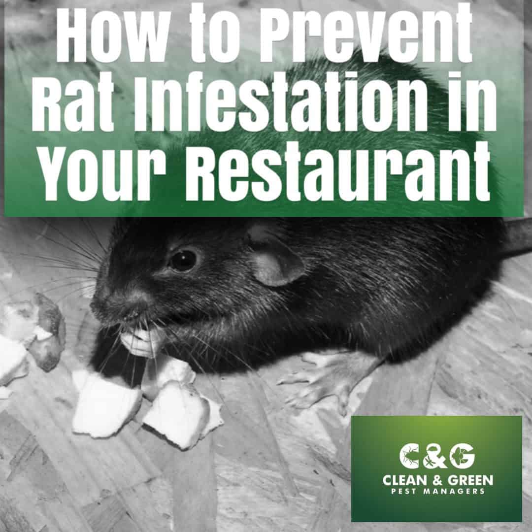 rats
