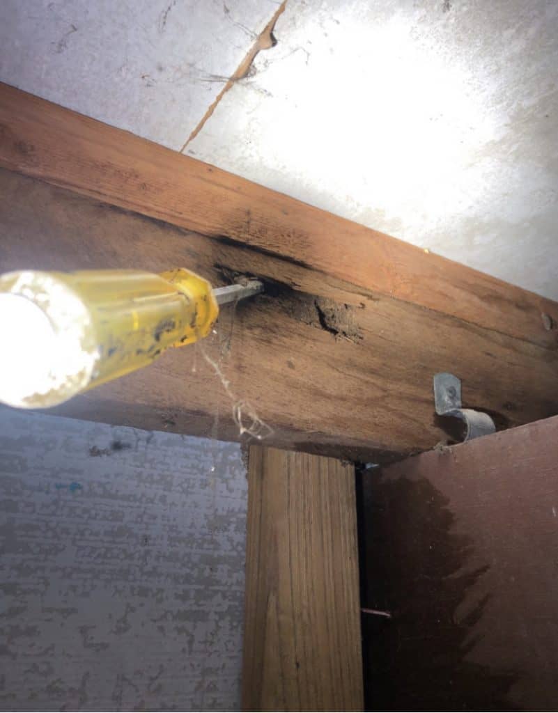 termite inspection