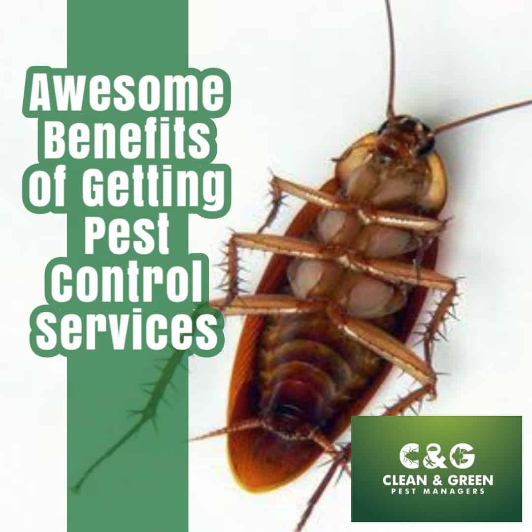 Awesome Benefits of Getting Pest Control Services