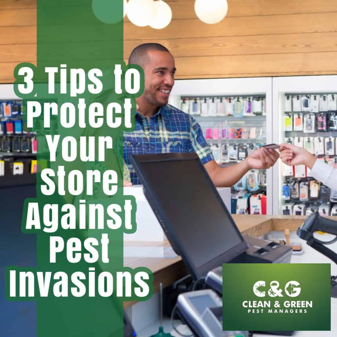 3 tips to protect your store against pest invasions
