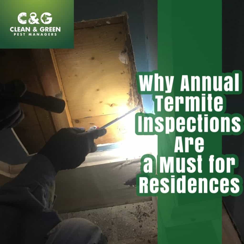termite inspection