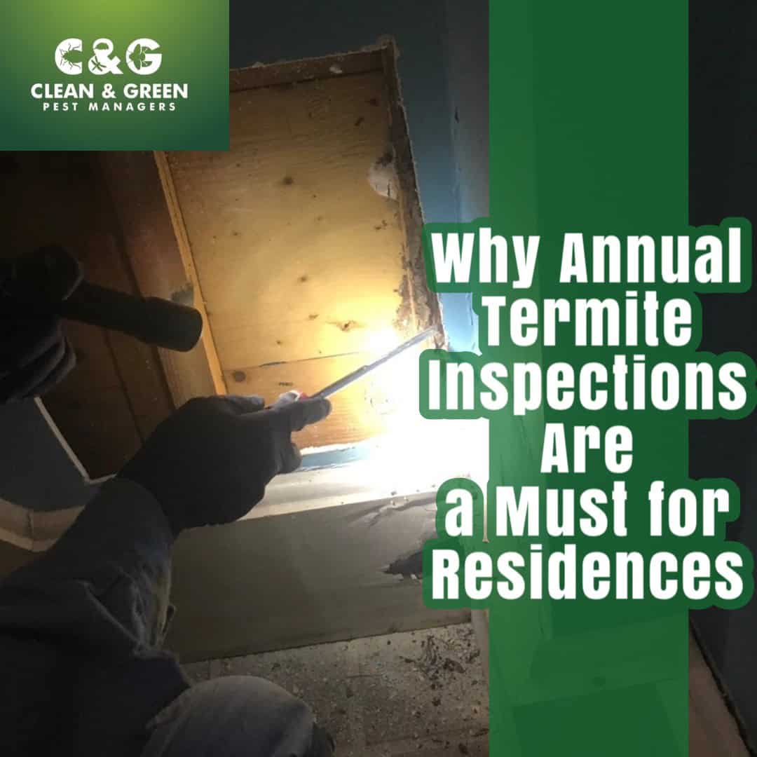 termite inspection