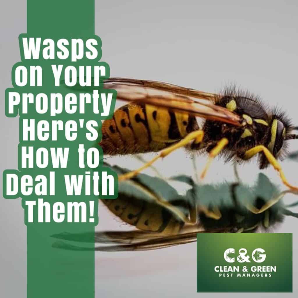 How to deal with Wasps properly