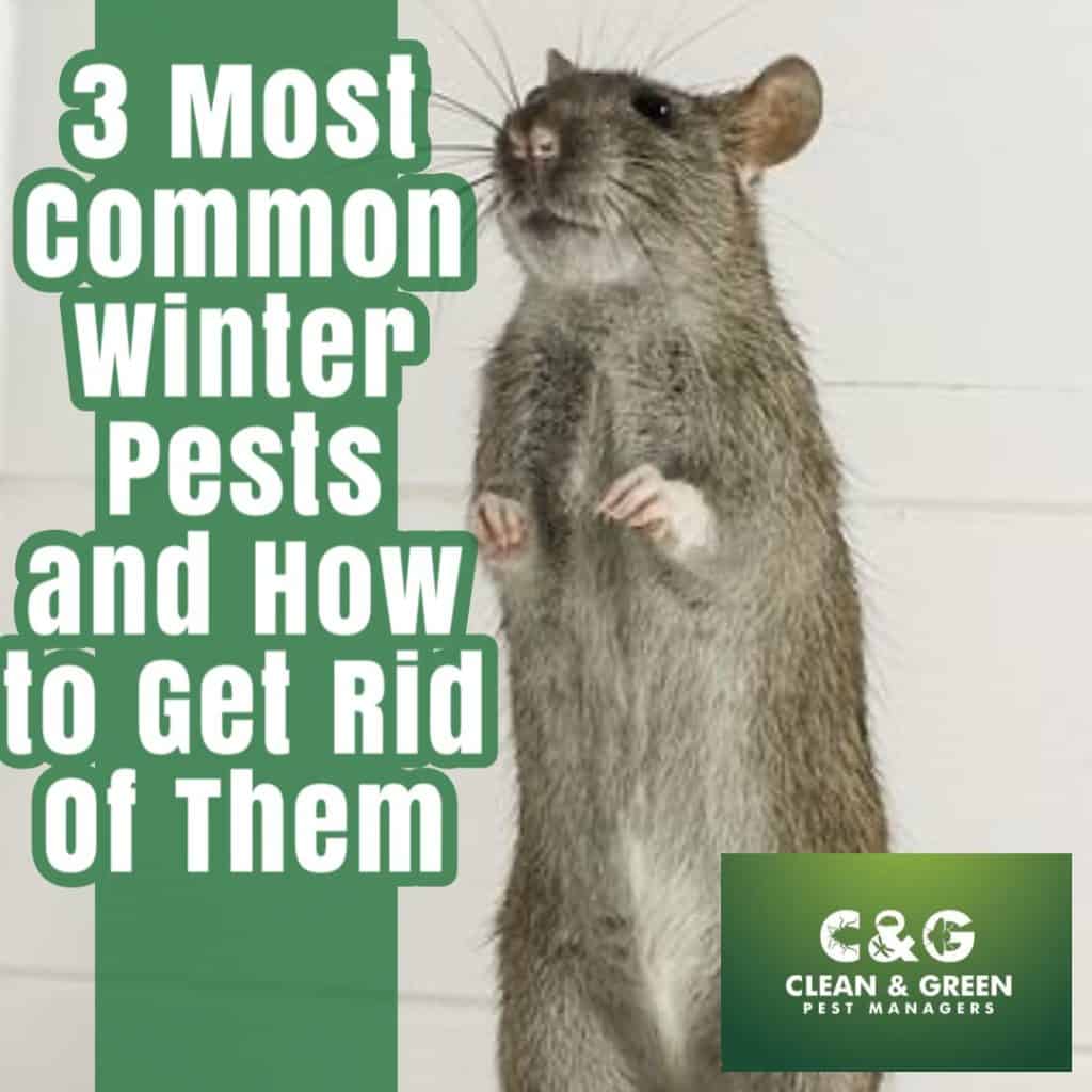 3 most common winter pests and how to get rid of them