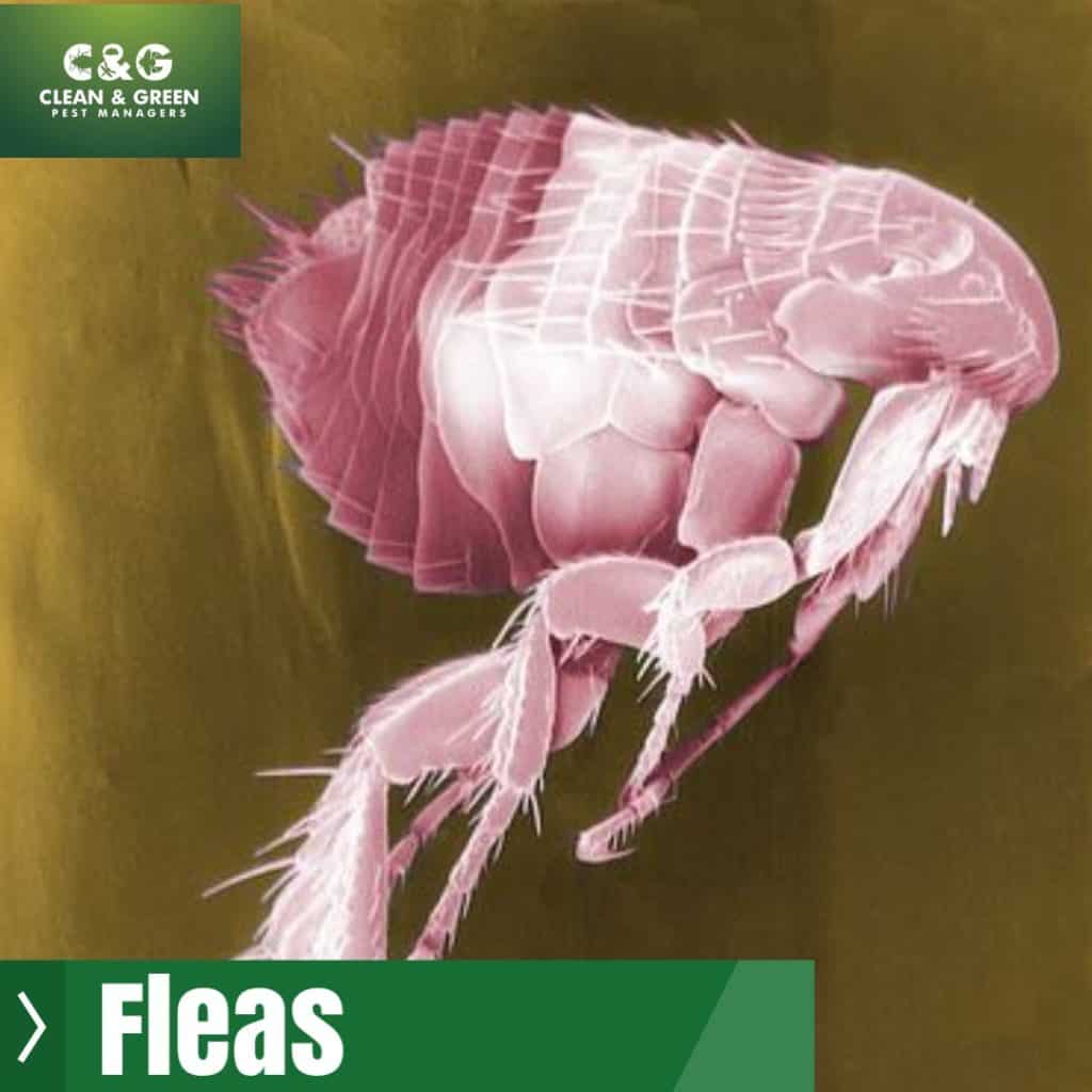 Pink Fleas