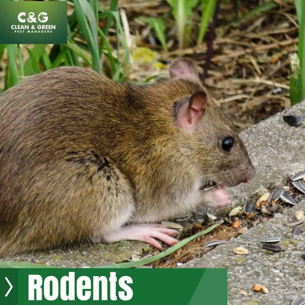 Rodents