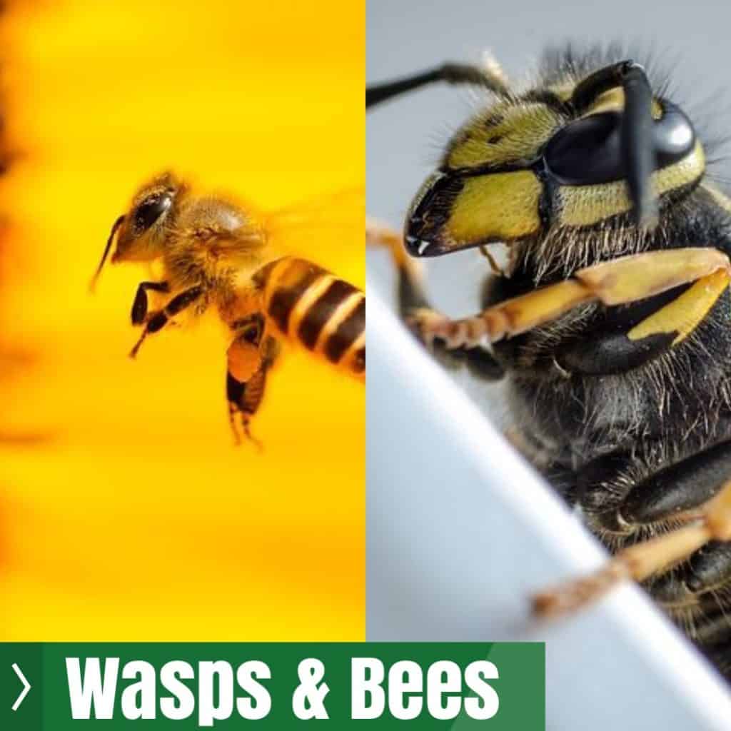 Wasps and Bees