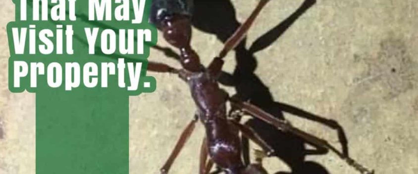 ant