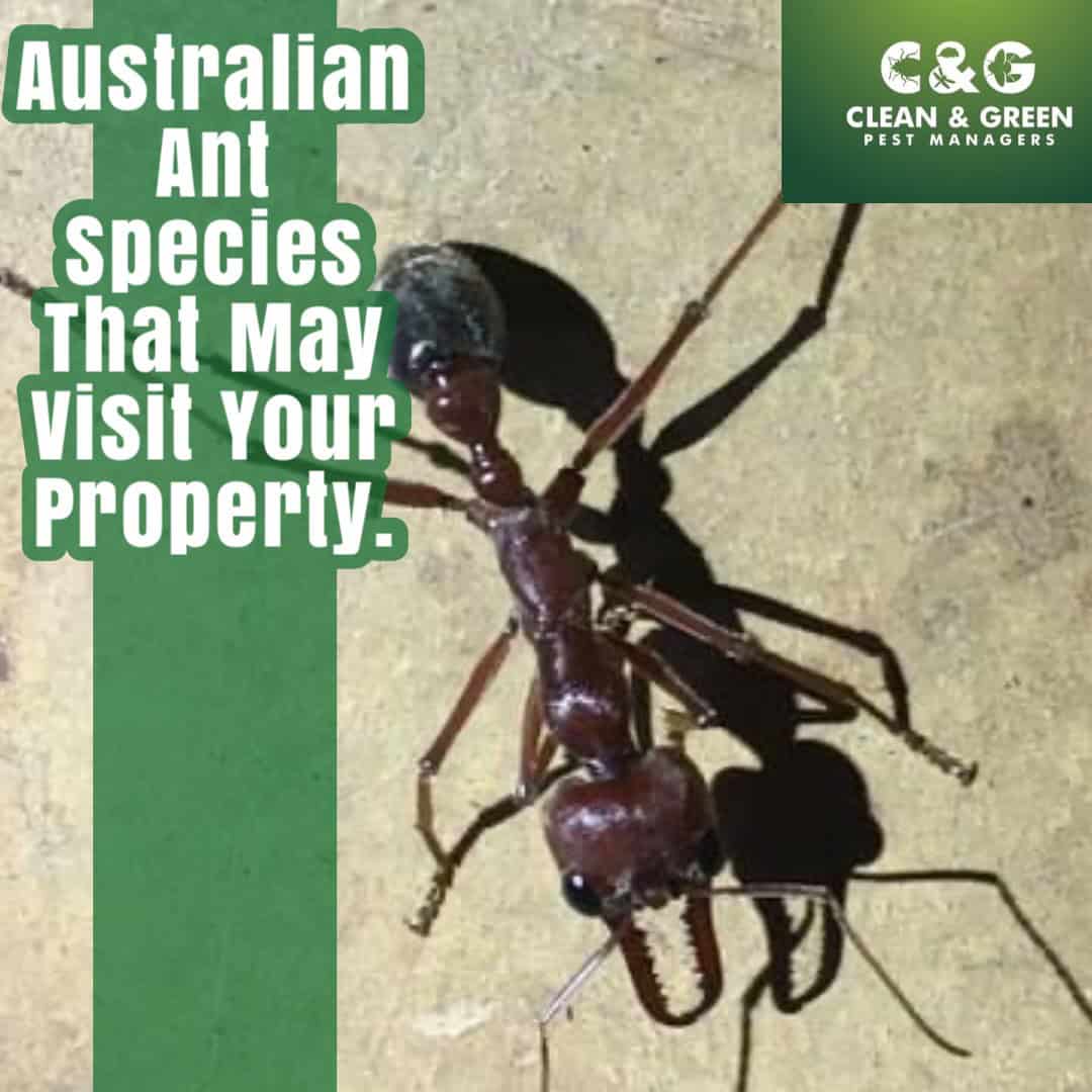 ant