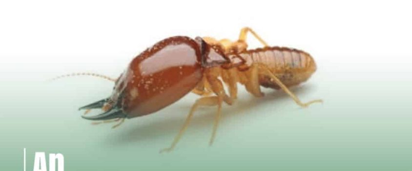 Overview of Termite Classifications and Species