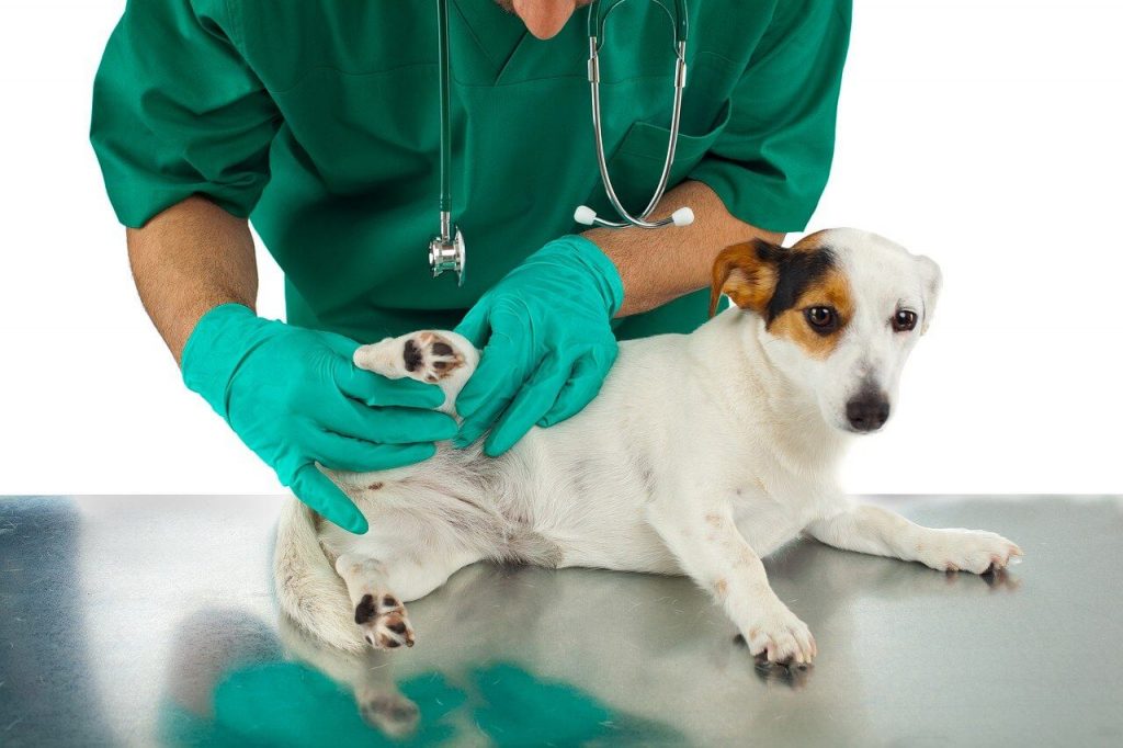 checking pets for fleas