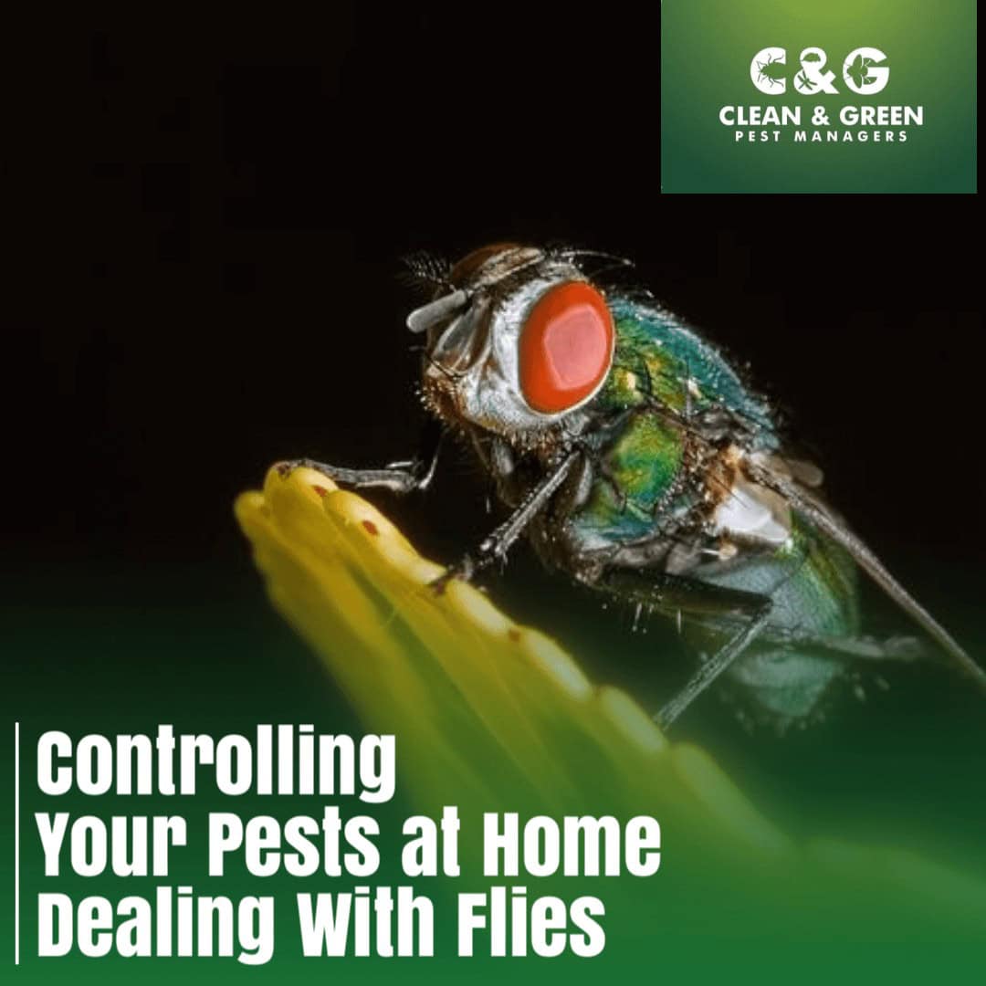 How to control flies (1)