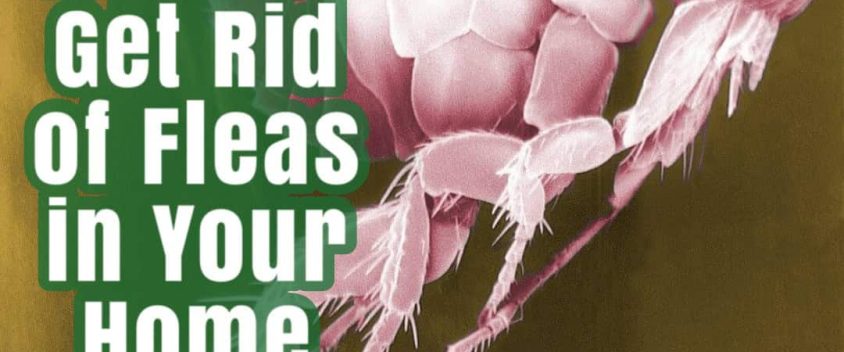 4 Easy Ways to Get Rid of Fleas in Your Home: A Guide