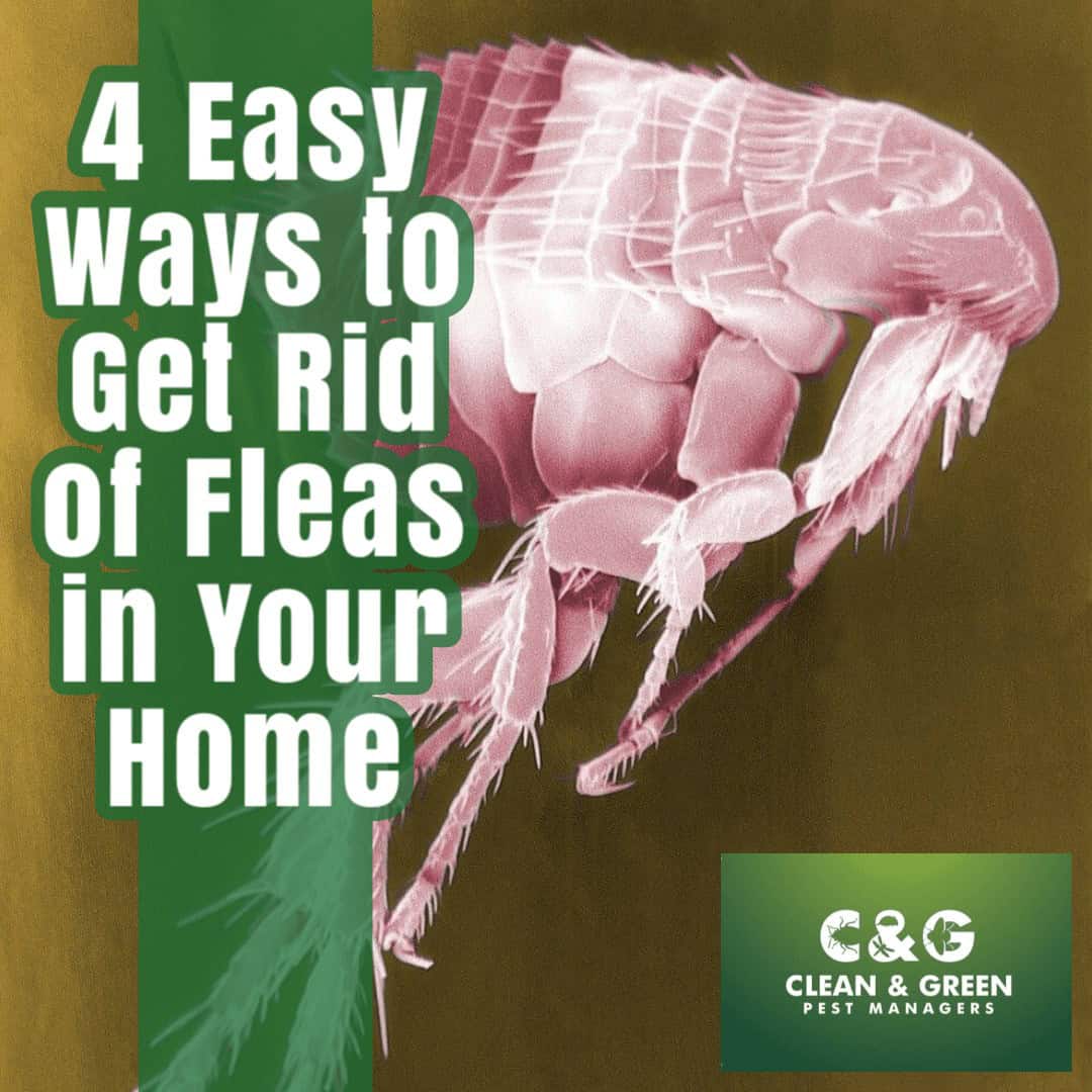 4 Easy Ways to Get Rid of Fleas in Your Home: A Guide