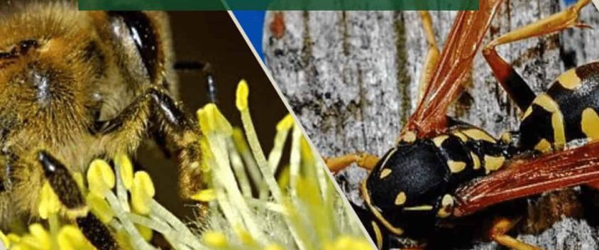 Wasps Vs Bees