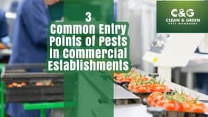 Pest-entry-points-Sydney-