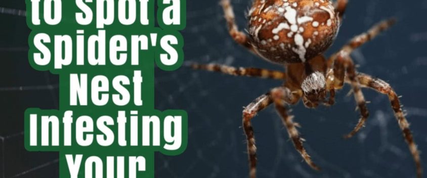 Spider-nest-eradication-