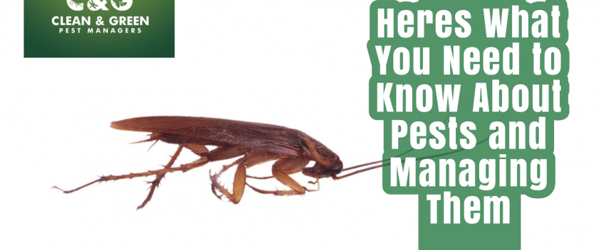 Managing-Pests-in-Sydney-