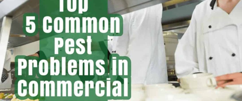 common pests